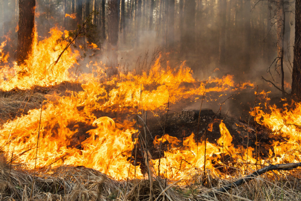 森林火災(zāi).png 森林火災(zāi).png