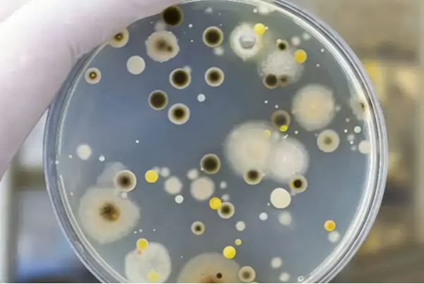 霉菌測試.png 霉菌測試.png